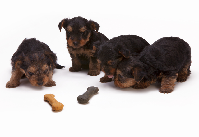 four dogs focus on bones